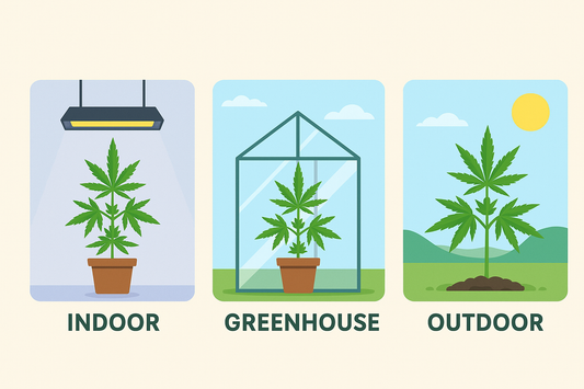 Forskellen på Indoor, Greenhouse og Outdoor CBD-blomster