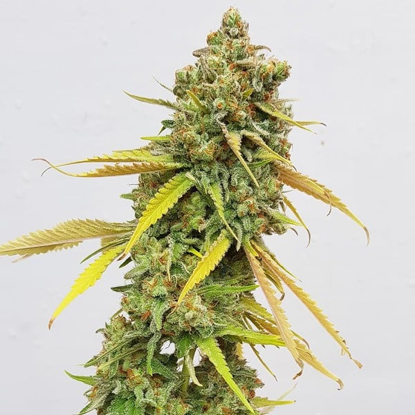 Special Queen #1 Cannabis frø