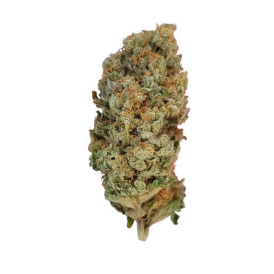 Special Queen #1 Cannabis frø