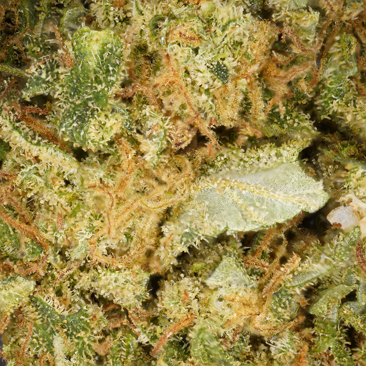 Tropical Haze [Indoor] – CBD 4,17% CBD