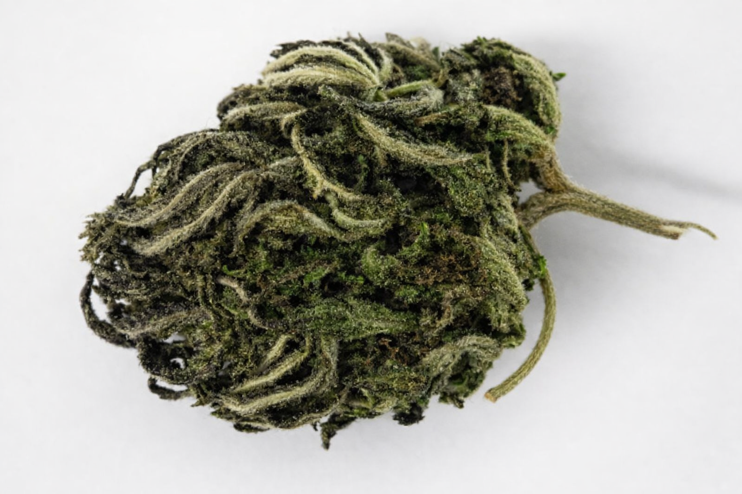 Morning Glory CBD 9,90%